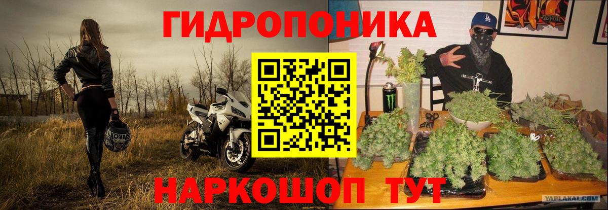 Бошки Шишки планчик Тайшет